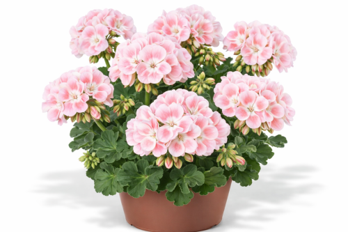 Pelargonia Magic Kiss Pink Sugar P9