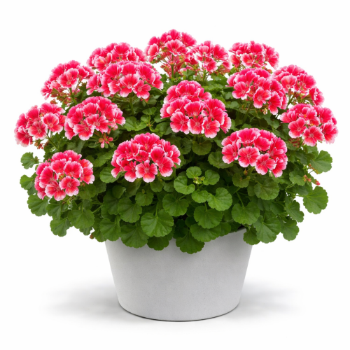 Pelargonia Magic Kiss Pink Red P9