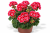 Pelargonia Magic Kiss Pink Red P9