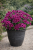 Pelargonia Candy Flower Violet P9