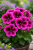 Pelargonia Candy Flower Violet P9