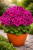 Pelargonia Candy Flower Violet P9