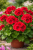 Pelargonia Candy Flower Bright Red P9
