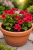 Pelargonia Candy Flower Bright Red P9