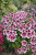 Pelargonia Candy Flower Bicolor P9