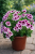 Pelargonia Candy Flower Bicolor P9