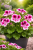 Pelargonia Candy Flower Bicolor P9