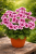 Pelargonia Candy Flower Bicolor P9