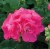 Pelargonia rabatowa Lola P9