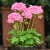 Pelargonia rabatowa Lavina P9