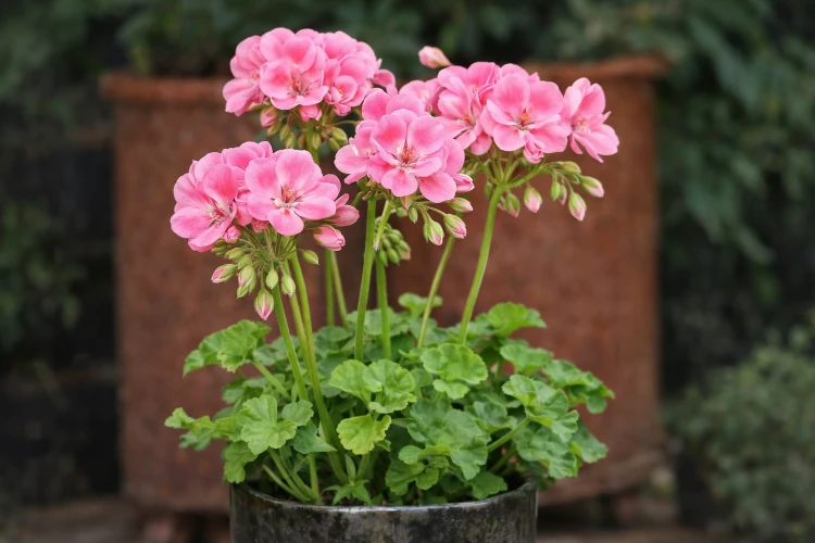 Pelargonia rabatowa Lavina P9