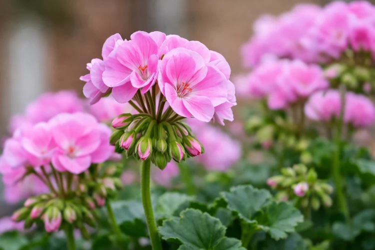 Pelargonia rabatowa Lavina P9