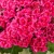 Pelargonia Pretty Little Pink Splash P9