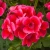 Pelargonia Pretty Little Pink Splash P9