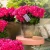 Pelargonia Pretty Little Pink Splash P9