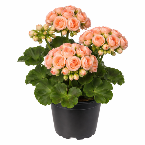 Pelargonia Zonale - Rosebud Astrid P9