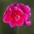 Pelargonia Rabatowa Smokey eye purple p9