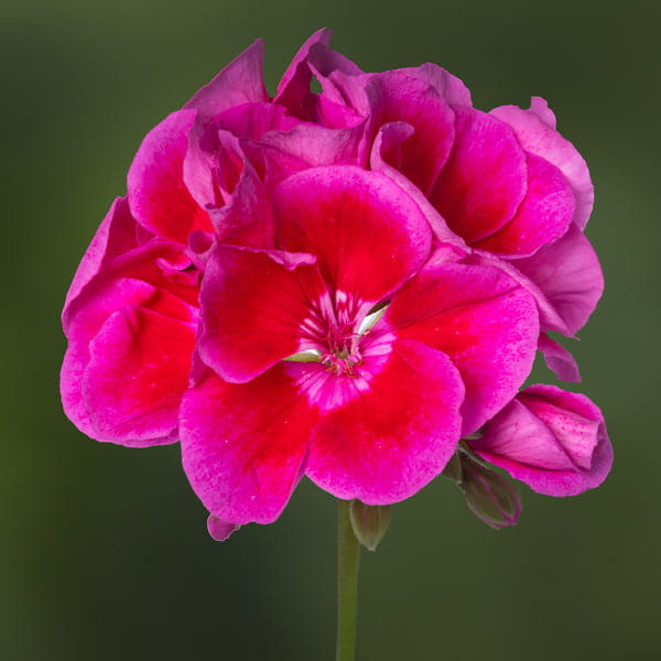 Pelargonia Rabatowa Smokey eye purple p9