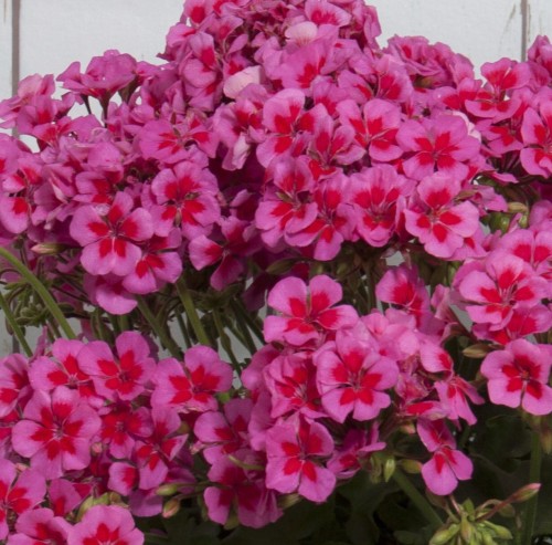 Pelargonia Rabatowa Smokey eye purple p9