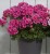 Pelargonia Rabatowa Smokey eye purple p9