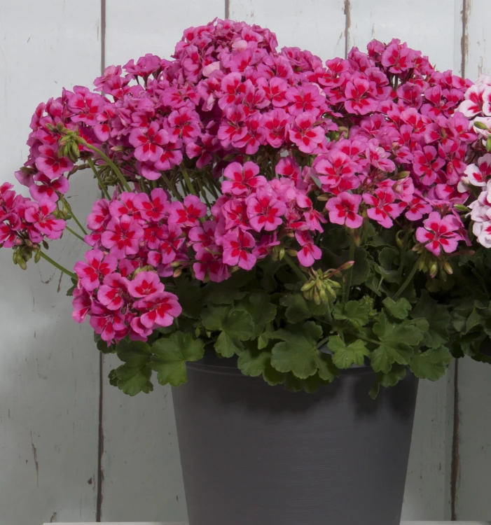 Pelargonia Rabatowa Smokey eye purple p9