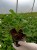 Pelargonia Rabatowa Smokey eye purple p9