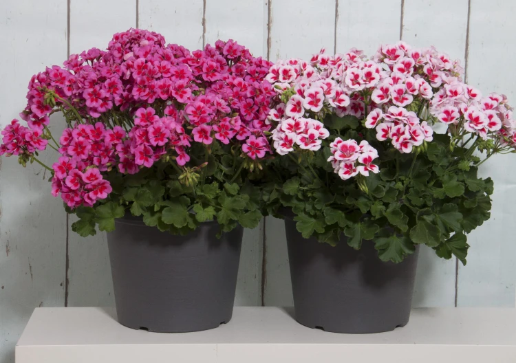 Pelargonia Rabatowa Smokey eye purple p9