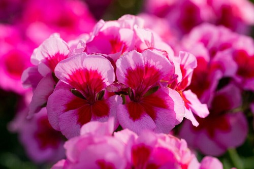Pelargonia Rabatowa Smokey Eye Pink p9