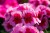 Pelargonia Rabatowa Smokey Eye Pink p9