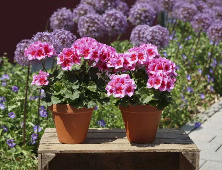 Pelargonia Rabatowa Smokey Eye Pink p9