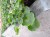 Pelargonia Rabatowa Smokey Eye Pink p9