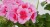 Pelargonia Rabatowa Smokey Eye Pink p9