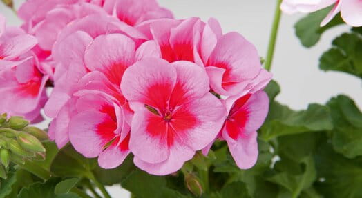 Pelargonia Rabatowa Smokey Eye Pink p9