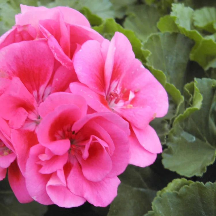 Pelargonia Rabatowa Smokey Eye Pink p9
