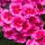 Pelargonia Rabatowa Smokey Eye Pink p9