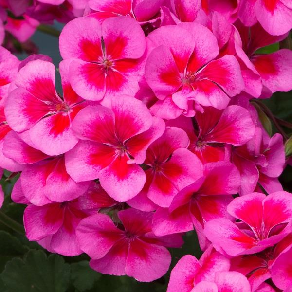 Pelargonia Rabatowa Smokey Eye Pink p9