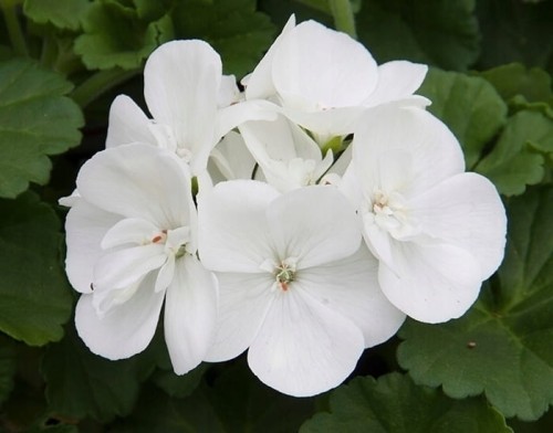 Pelargonia Rabatowa WHITE PALOMA p9