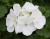 Pelargonia Rabatowa WHITE PALOMA p9