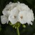 Pelargonia Rabatowa WHITE PALOMA p9