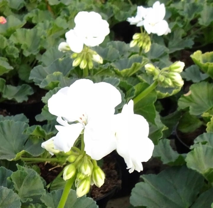 Pelargonia Rabatowa WHITE PALOMA p9
