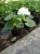 Pelargonia Rabatowa WHITE PALOMA p9