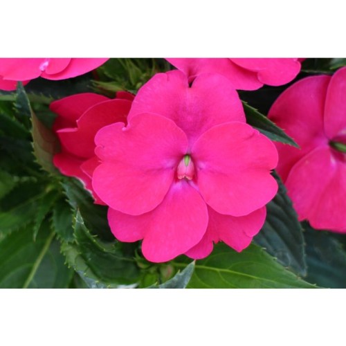 Niecierpek Sunpatiens Vigorous Rose Pink