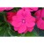 Niecierpek Sunpatiens Vigorous Rose Pink