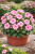 Niecierpek Sunpatiens Vigorous Rose Pink