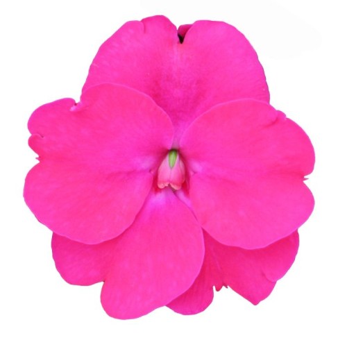 Niecierpek Sunpatiens Vigorous Rose Pink