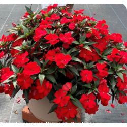 Niecierpek Sunpatiens ColorPower Deep Red