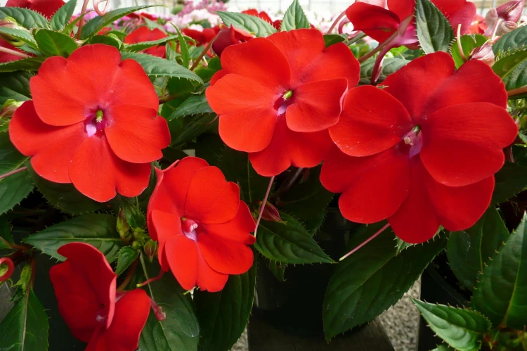 Niecierpek Sunpatiens ColorPower Deep Red