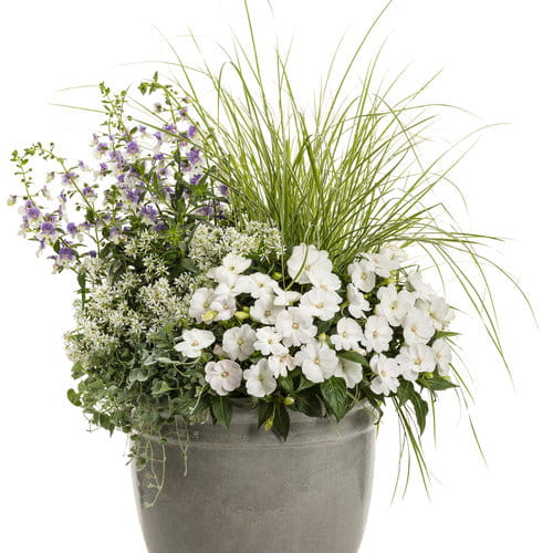 Niecierpek Sunpatiens Vigorous Clear White