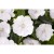 Niecierpek Sunpatiens Vigorous Clear White