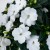 Niecierpek Sunpatiens Vigorous Clear White